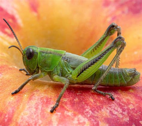 The Spiritual Meaning Of Finding A Grasshopper In Your Path Awakening State