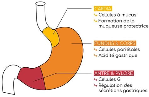 Estomac Caractéristiques Et Rôles Biologiques Nutrixeal Info