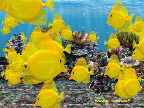 Moving Fish Tank Screensaver with 3D Yellow Tang Fish Windows 10 Free ...