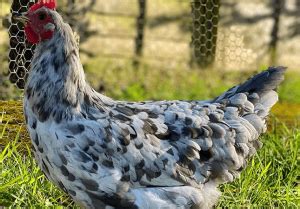 Isbar Chicken Silverudd Blå Complete Breed Profile Chicken Fans