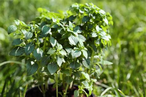 Guide rapide pour cultiver et récolter l origan à la maison Brico Jardin