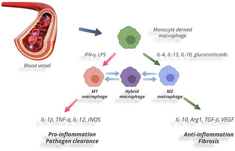 Frontiers The Role Of Macrophages In The Pathogenesis Of Sars Cov