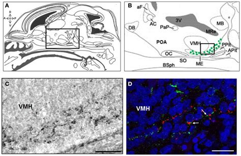 Kisspeptin Immunoreactive Cells And Fibers In The Arc And Median