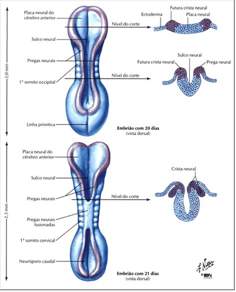 Aprendendo Embriologia