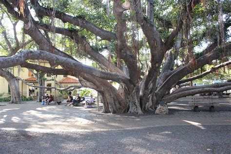 This Is One Of The Largest Banyan Trees In The World