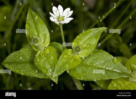 Moehringia Trinervia Hi Res Stock Photography And Images Alamy