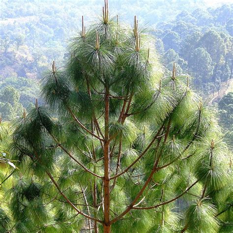 Pinus Roxburghii Chir Pine Seeds