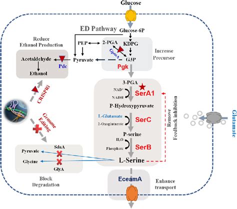 Schematic diagram of L-serine biosynthesis from glucose in Z. mobilis ...