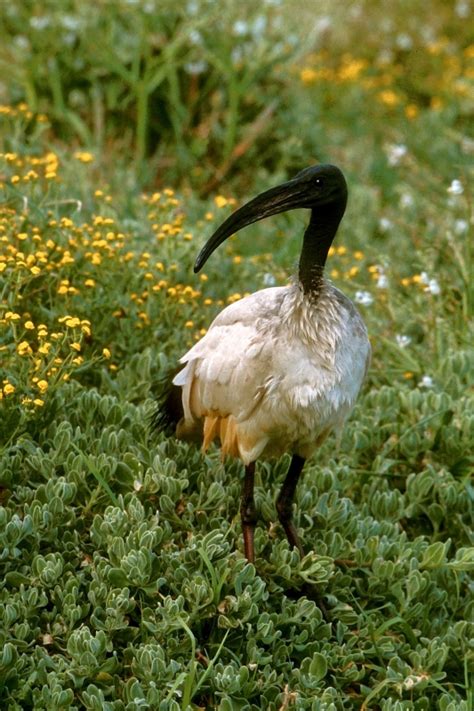 African Waterbirds - Nature Photography