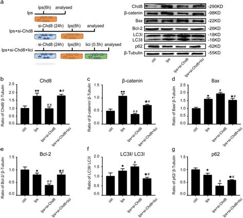 Chd Inhibited The Activation Of Apoptosis And Autophagy Through Wnt