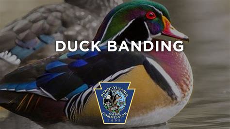 Duck Banding YouTube