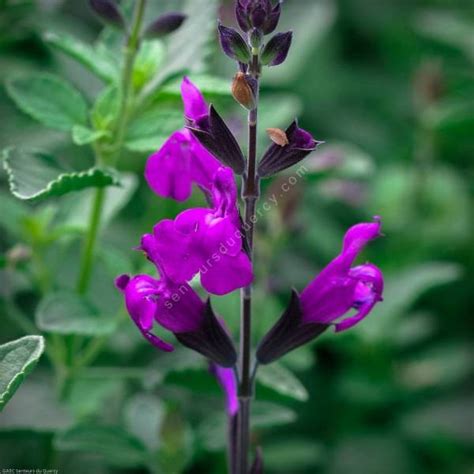 Sauge Arbustive Vivace Fleur Violette Salvia Artic Blaze Purple