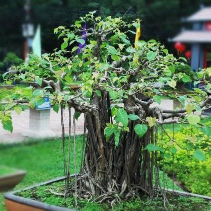 Ficus Benghalensis - Indian Banyan Fig, Banyan Fig Tree Bonsai & Bonsai ...