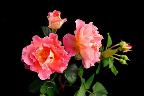 Knock Out Roses Are a Gardener's Dream Come True - Birds and Blooms