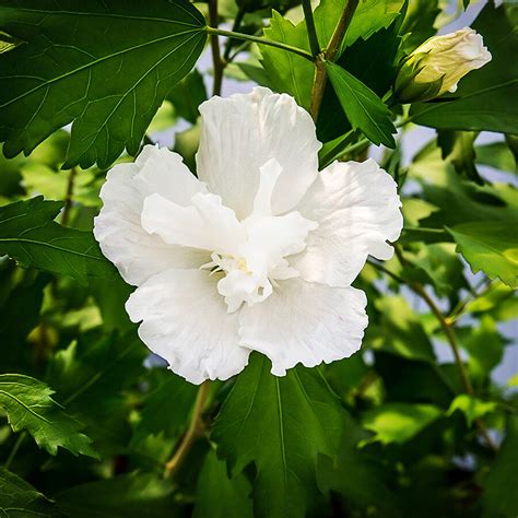 White Pillar® Hardy Hibiscus For Sale Online | The Tree Center