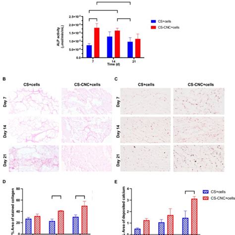 In Vitro Cell Viability Of Mc3t3 E1 Cells In Injectable Hydrogel