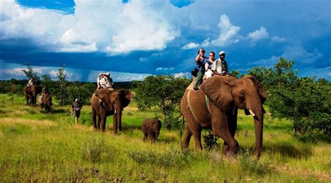 Elephant Safari Back In Tadoba National Park Tadoba National Park