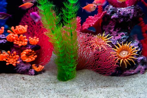 Best Aquarium Sand for Planted, Fresh, and Saltwater Tanks in 2023