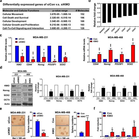 Kmo Promotes Cell Viability And Migration Irrelevant To Its Enzyme