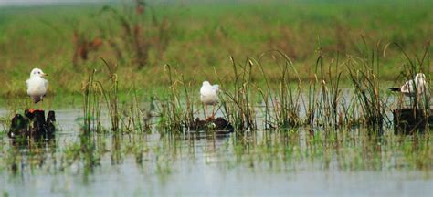 Ramsar Announces First 18 Wetland Cities Wwf