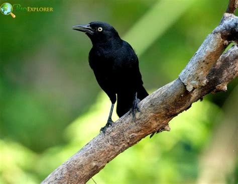 Greater Antillean Grackle Quiscalus Niger North American Bird Facts