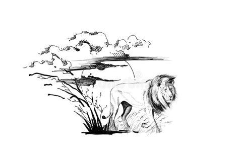 Lion Tracing Stock Illustrations 308 Lion Tracing Stock Illustrations