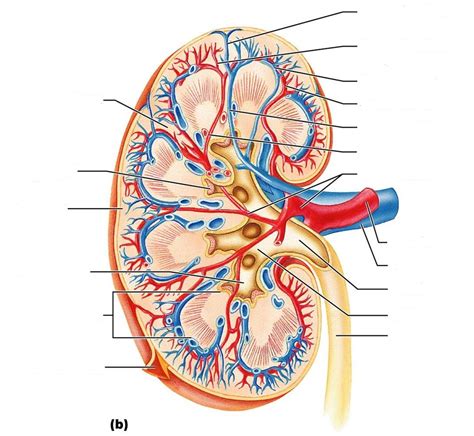 Diagram Of Kidney With Labelling