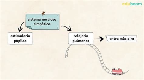 Funcionamiento Del Sistema Nervioso Ciencias De La Naturaleza Primaria