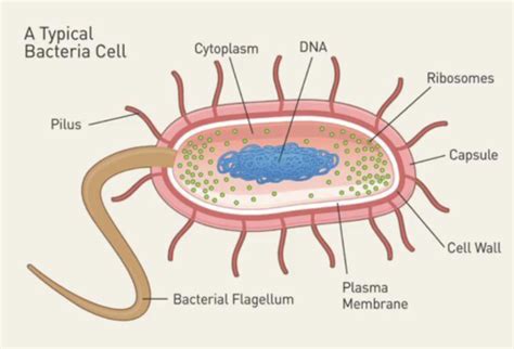 Bacteriology Structure Function Classification Physiology