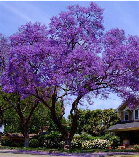 Jacaranda | Garden View Landscape, Nursery & Pools