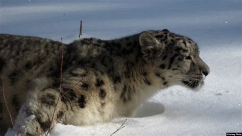 Snow Leopards Found In Afghanistan