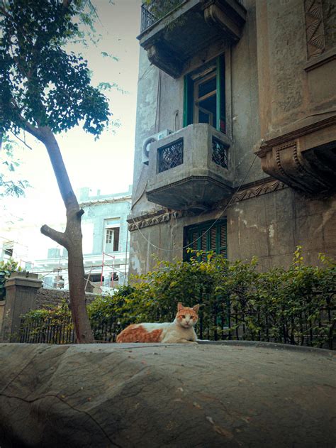 Cairo Streets Photos, Download The BEST Free Cairo Streets Stock Photos ...