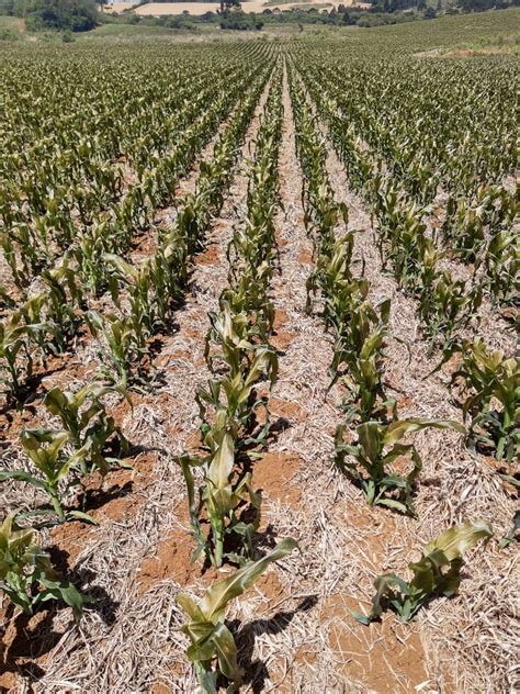 Falta de chuva mantém drama da estiagem em SC Notícias Agrícolas