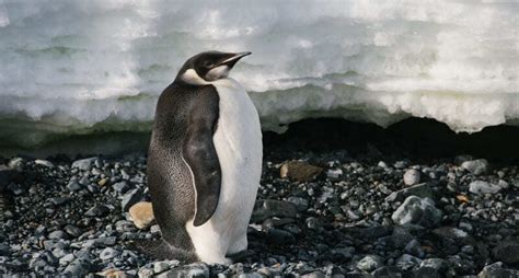 Antarctic Birds Expedition: Penguins, Albatrosses and more | Poseidon ...