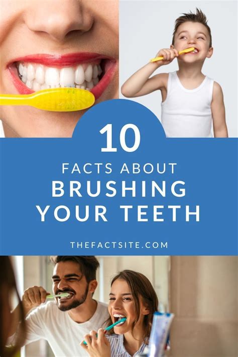 10 Facts About Brushing Your Teeth The Fact Site