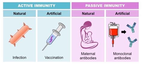 Immunity Diagram | Quizlet