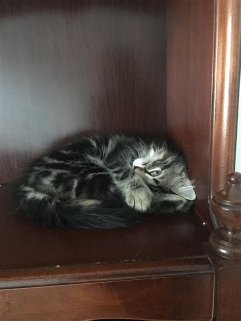 after wanting a cat for over a decade, we finally adopted this little ...