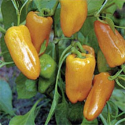 Capsicum Annuum Barancio