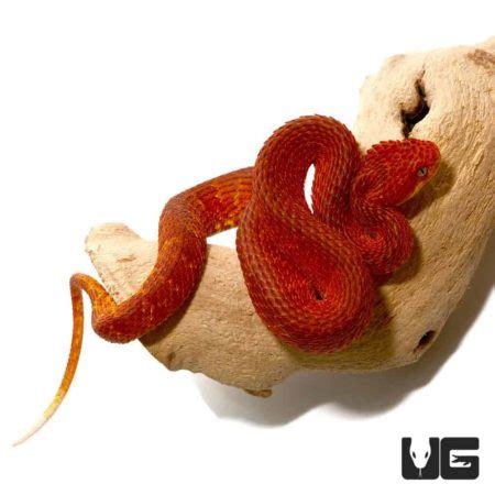 Crimson Red Squamigera Bush Vipers Atheris Squamigera For Sale