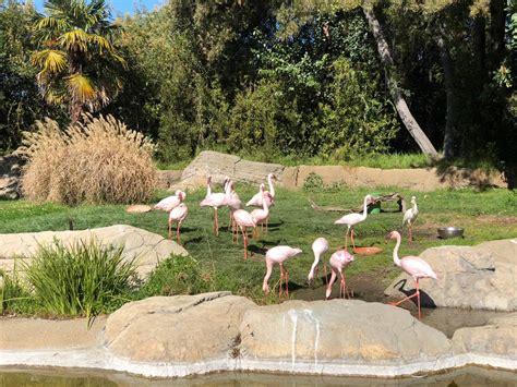 Wildlife Adventure at the Oakland Zoo | Marin Mommies