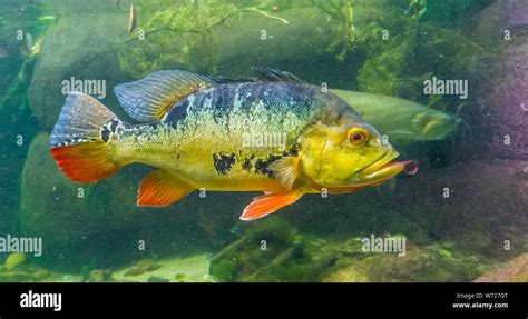 Butterfly Peacock Bass