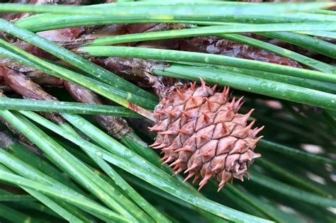 Pitch Pine Pinus Rigida Immature Cones Seashore To Forest Floor