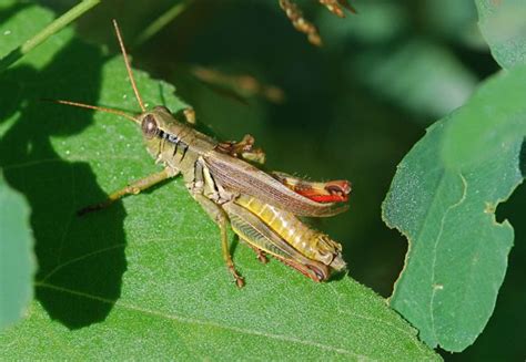 Bug Of The Week Grasshoppers And Growth Growing With Science Blog