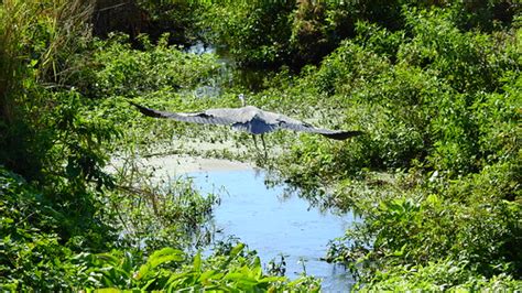 Great Blue Heron Takes Flight Bradenton Florida December Flickr