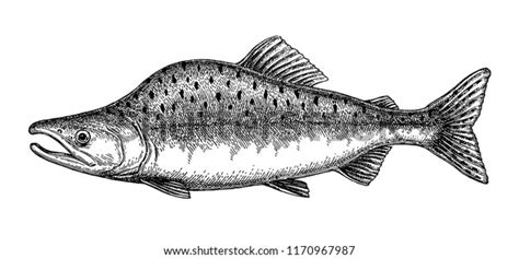 Ink Sketch Pink Humpback Salmon Hand Stock Vector Royalty Free 1170967987