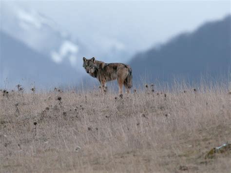 Lupo Parco Nazionale D Abruzzo Lazio E Molise