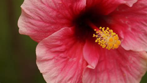 Pistil of Hibiscus Flower - PixaHive