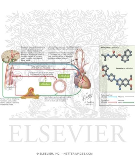 Hypertension Treatment: β and α Blockers