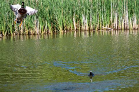 Drake Mallard Duck Biting Back of Female Neck during Mating Stock Image ...