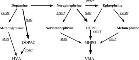 Metanephrine